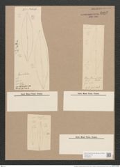 Pleurosigma ? lanceolatum Donkin (de-Toni-Nr.: Genus 13, Species 1019) Zeichnungen Sammlung Grunow Nr. 2082 (NHMW-BOT-W0368948)
